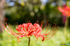 赤い曼珠沙華