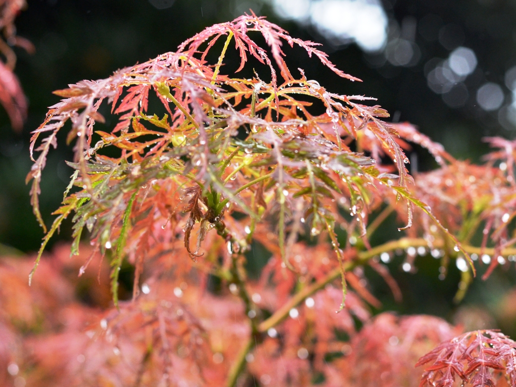 雨化粧