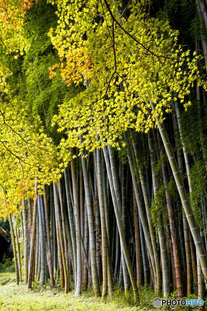 竹林