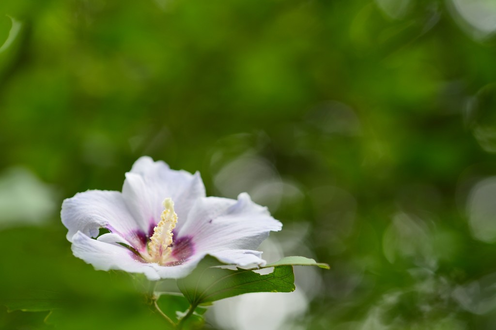 木槿