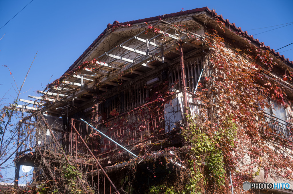 蔦の～絡ま～る♫