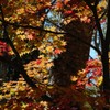 紅葉を探しに