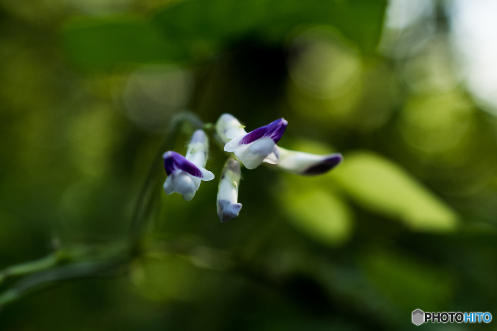 母と子の森7