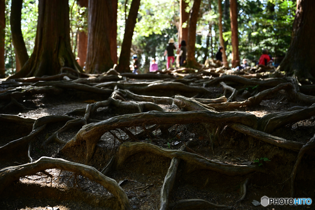木の根道
