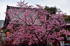 寛永寺清水観音堂