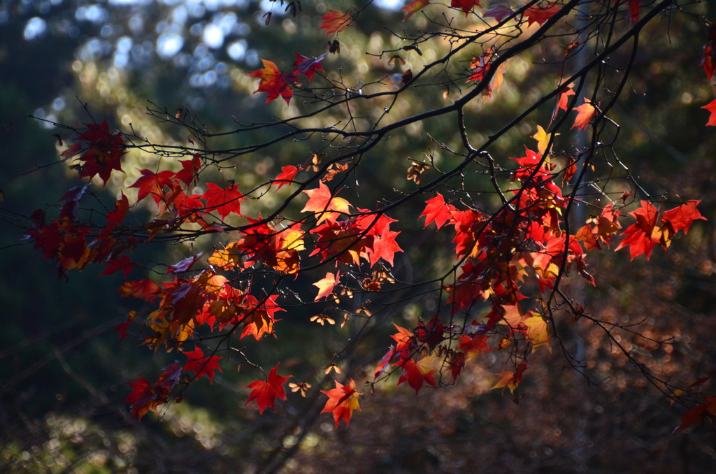 紅葉