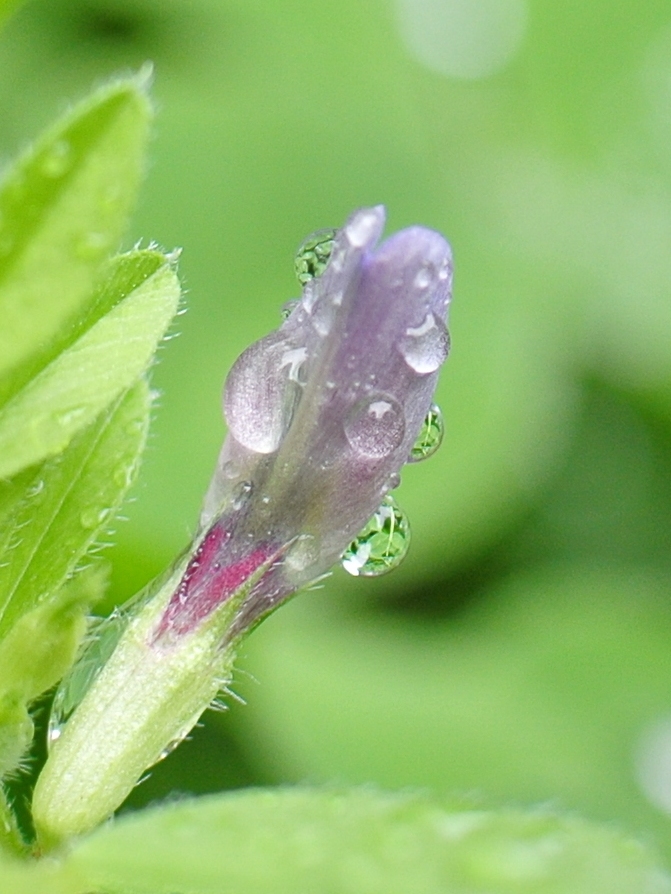 雨化粧