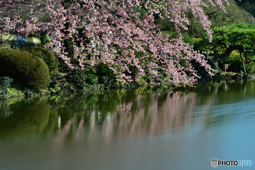 対岸の桜