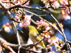 花鳥図その二