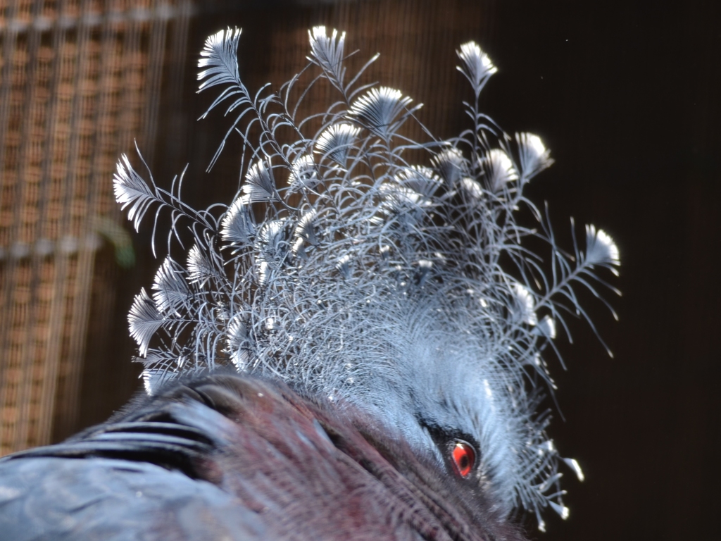 扇鳩