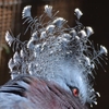 扇鳩