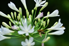 アガパンサスの主