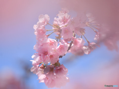 ようこそ桜の園へ