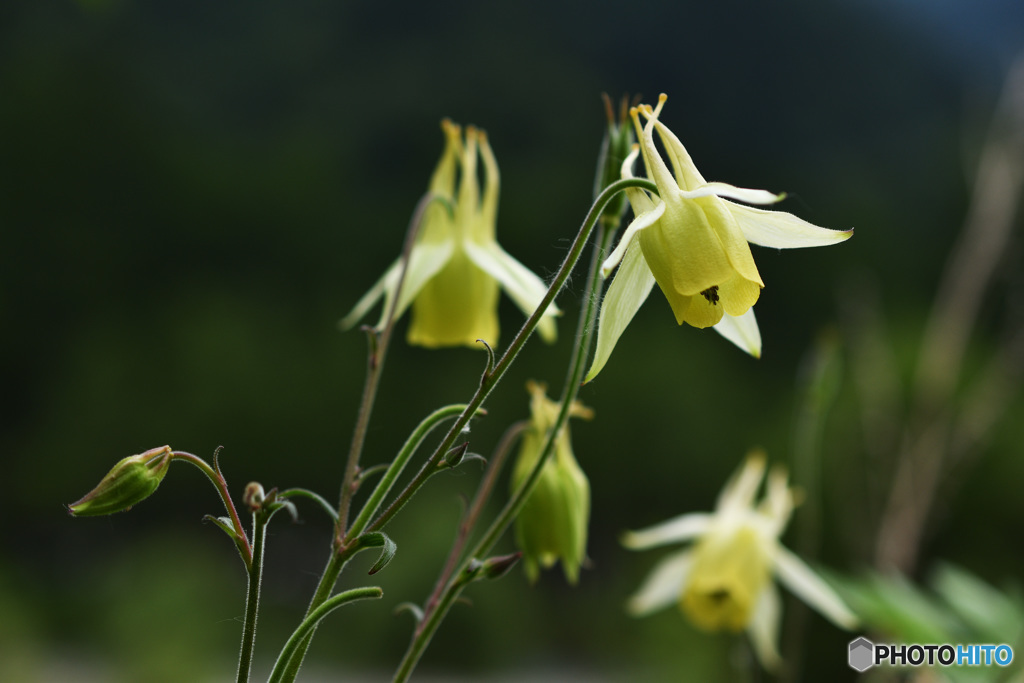 黄花の山苧環