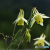 黄花の山苧環