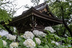 あじさい寺