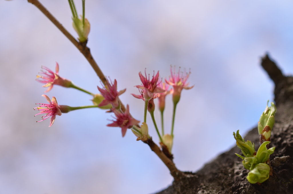 さくら花3