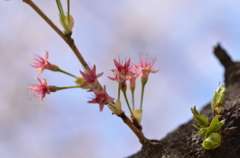 さくら花3