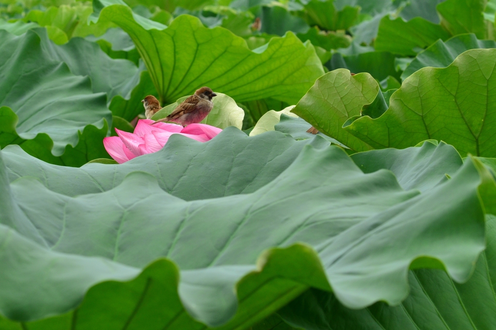 花に乗る