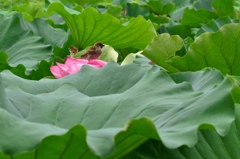 花に乗る