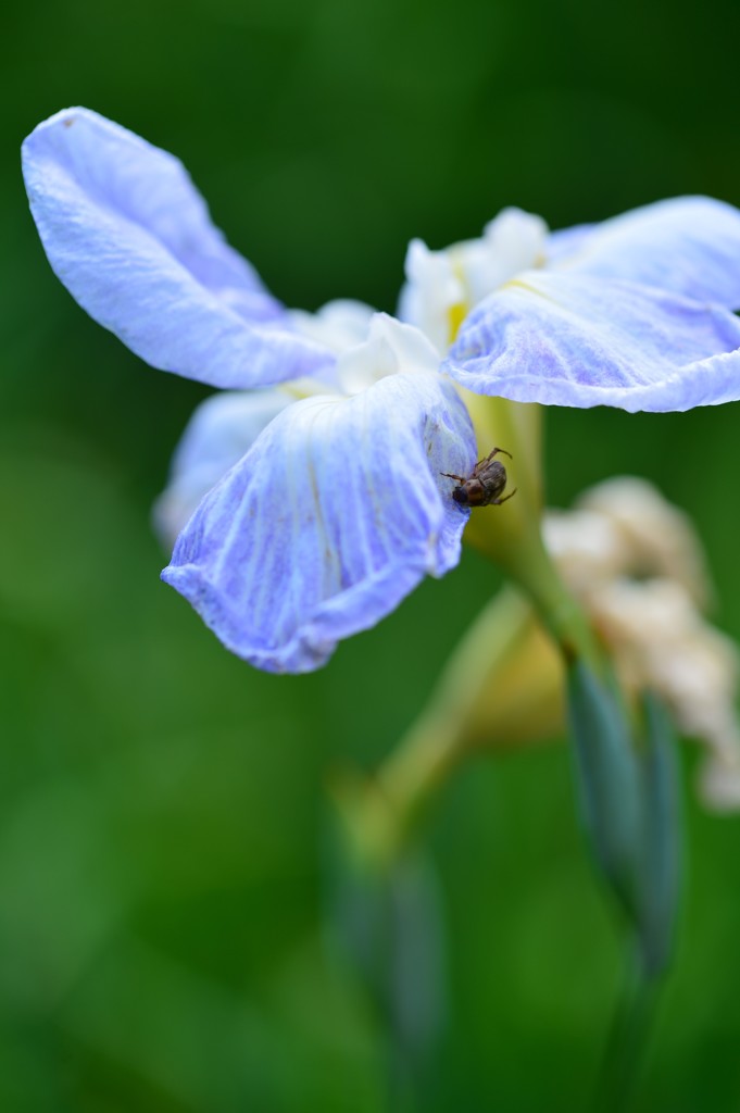 花の陰