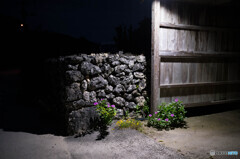 夜の花