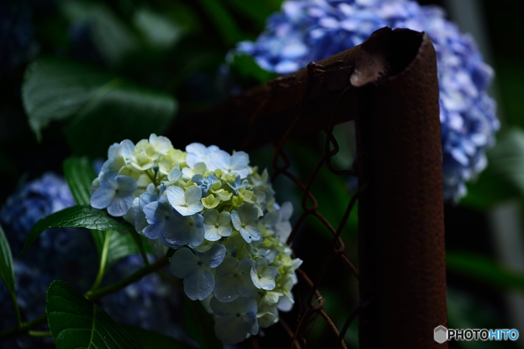紫陽花