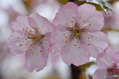 桜の縁どり