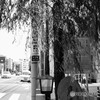 見返り柳