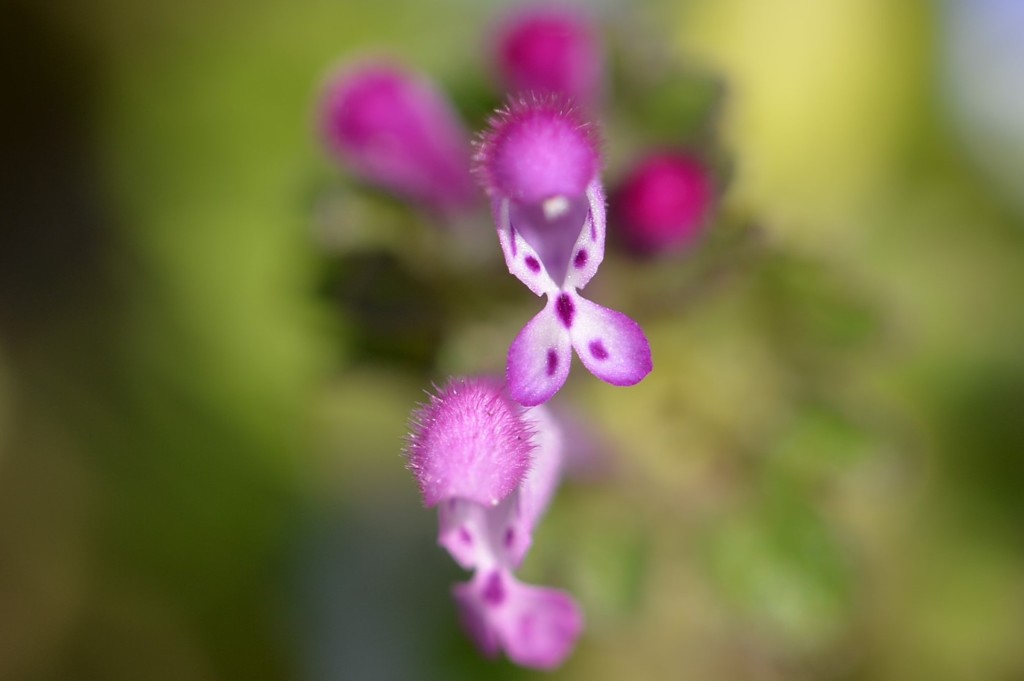 菜の花畑の下では2