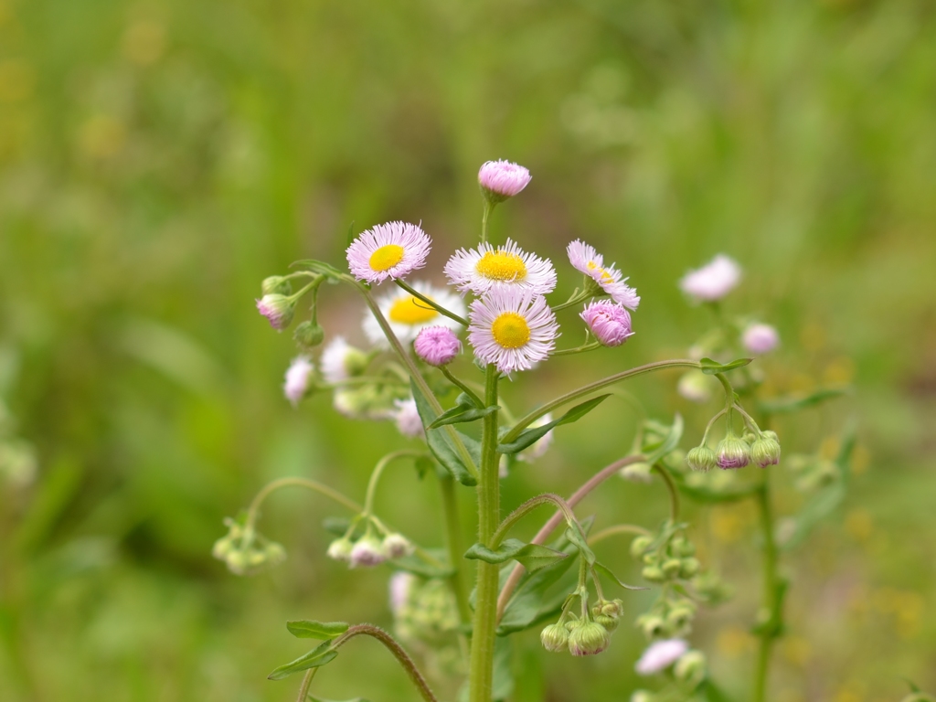 Erigeron