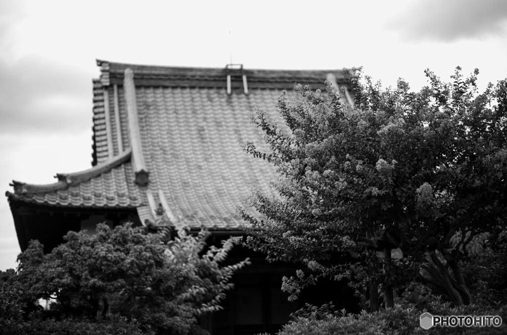 百日紅