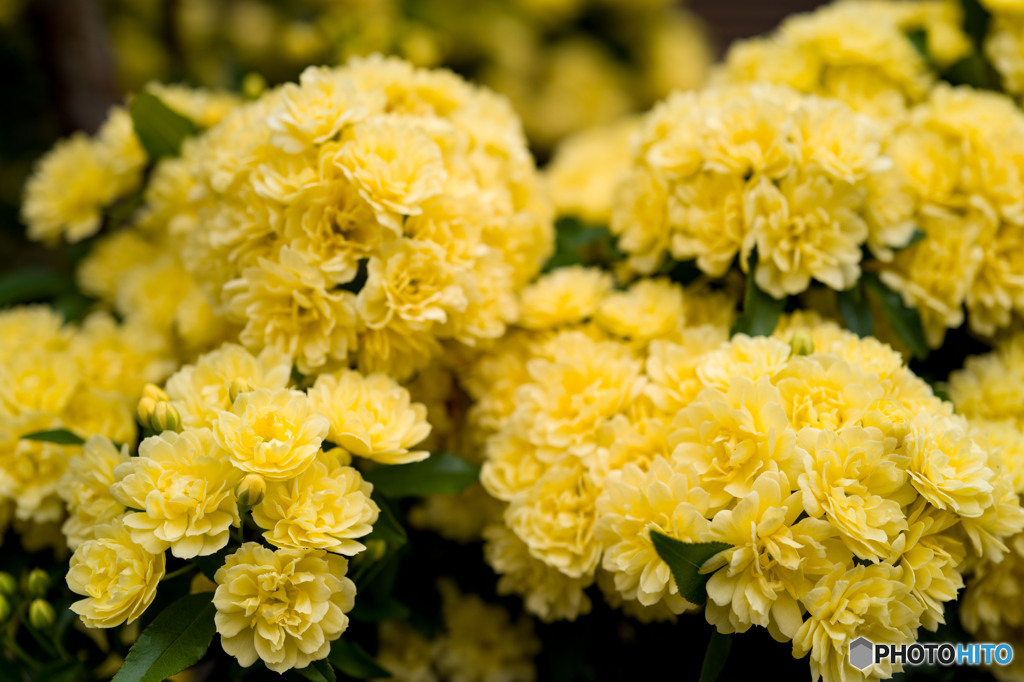 木香薔薇