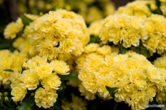 木香薔薇