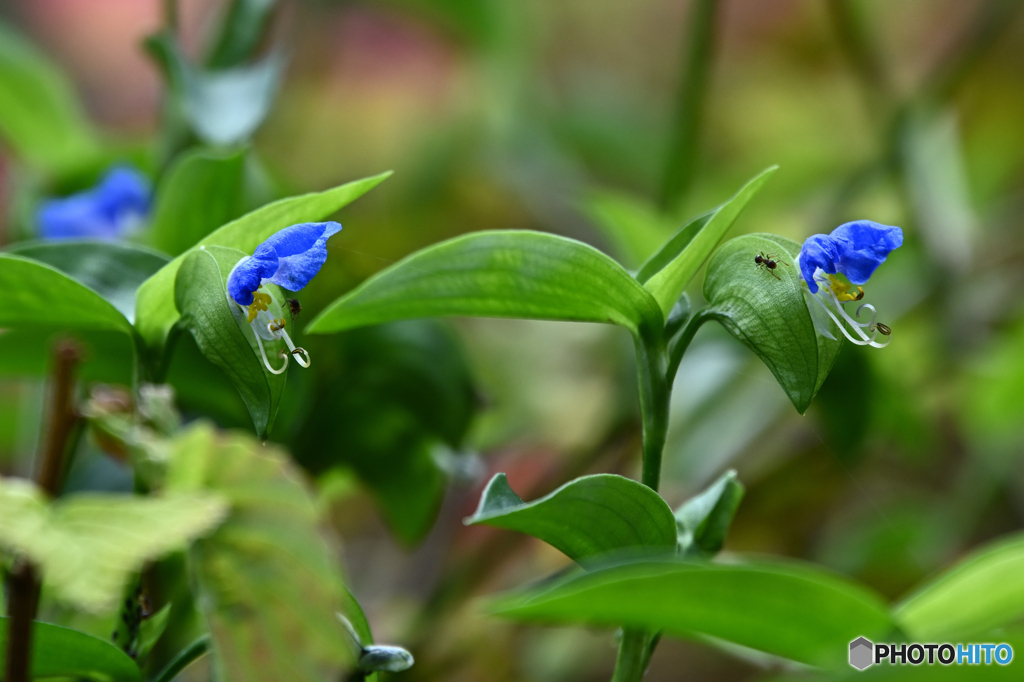 露草