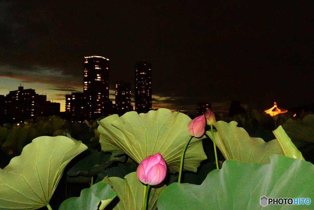 夜の花