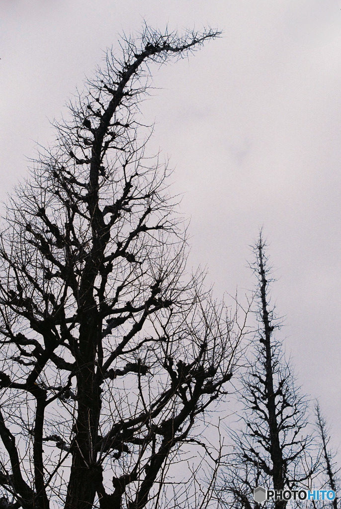 外苑いちょう並木