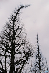 外苑いちょう並木