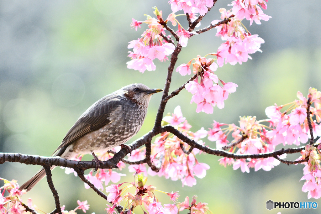 花鳥図 ろ