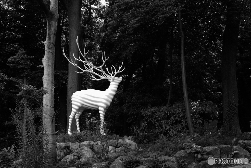 White Deer