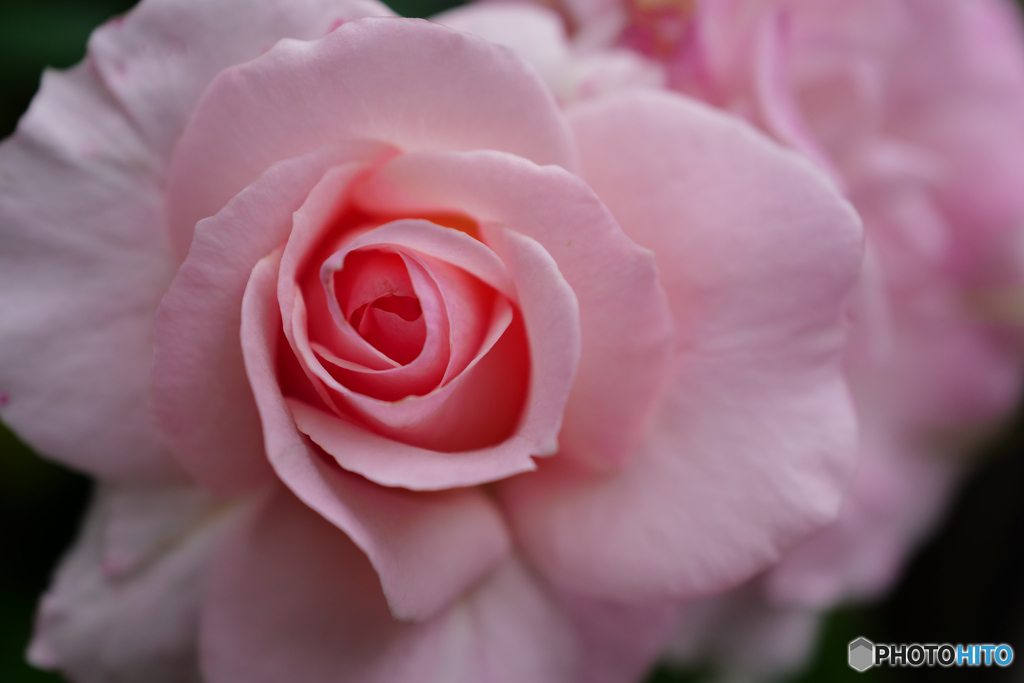 Pink Rose