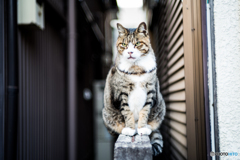 近所のにゃんこ