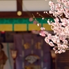 観梅の名所