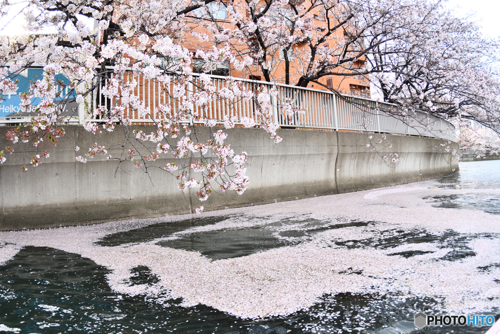 花筏の中を往く