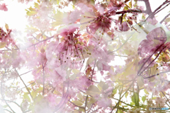 レンズを通して桜を楽しむ