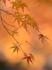 紅葉のハ