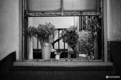 階段の花