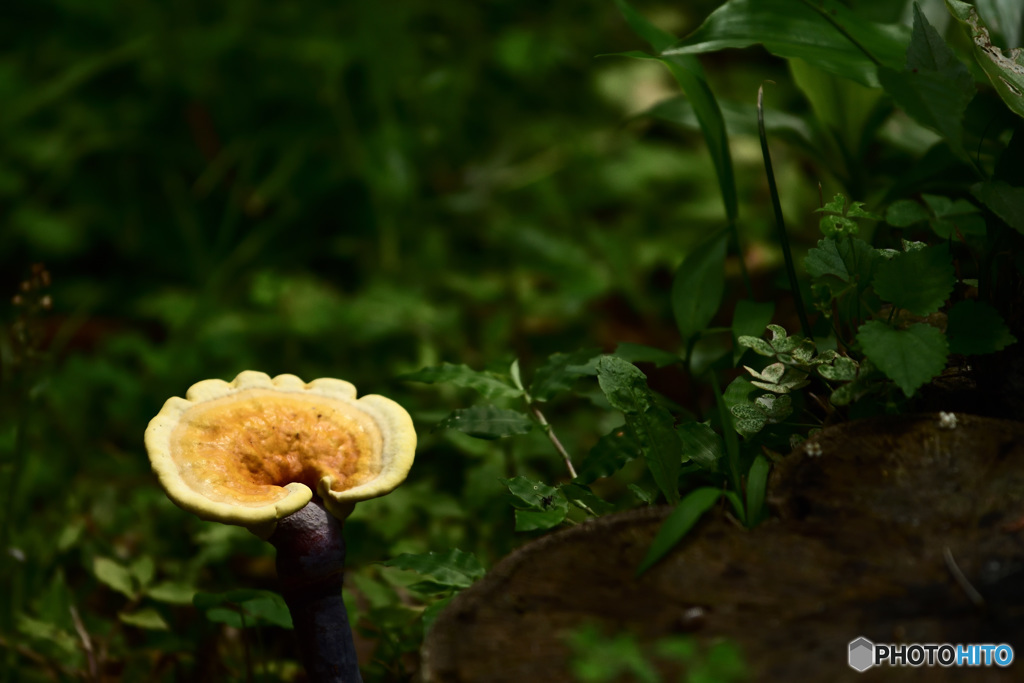 一輪の花のように