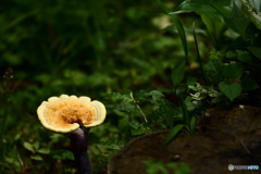 一輪の花のように