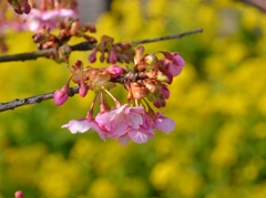 二分咲きの河津桜